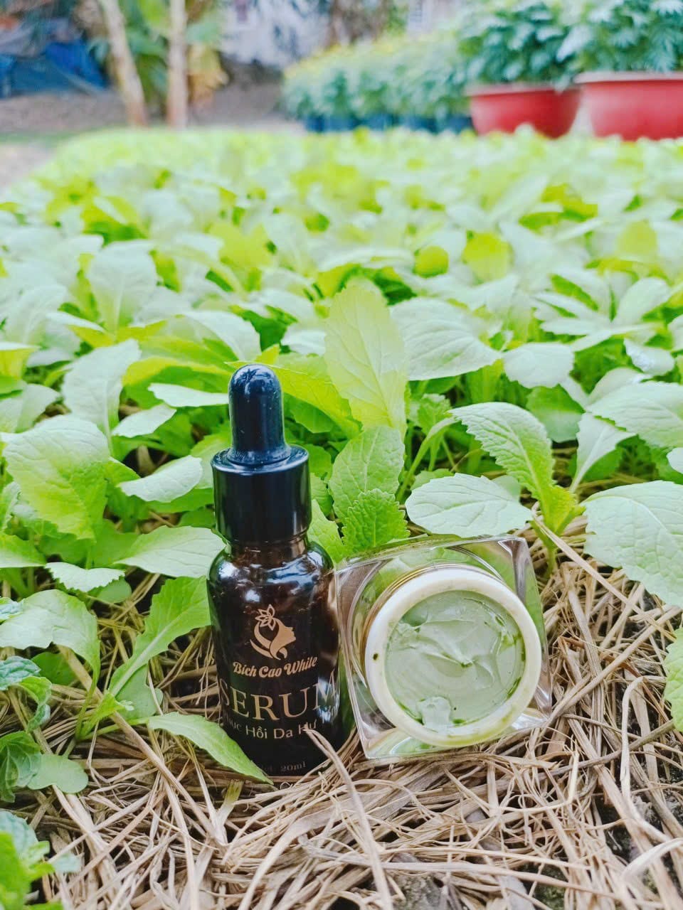 24442_441923273-423220360475381-7537921691911113881-n_20240601104001-1.jpg Kem Face Nám Thảo Dược Bích Cao White Hộp Màu Tím - 8936197120028