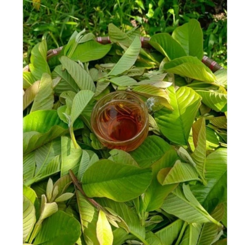 26235_5_20250410180142-1.png Trà Búp Ổi 40 Gói - Mộc Trà Bảo Khang Chính Hãng - TBO20G