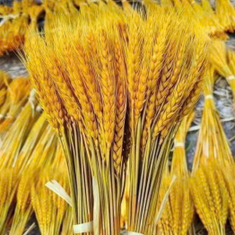 1 Bó Bông Lúa - 1BBNGLA