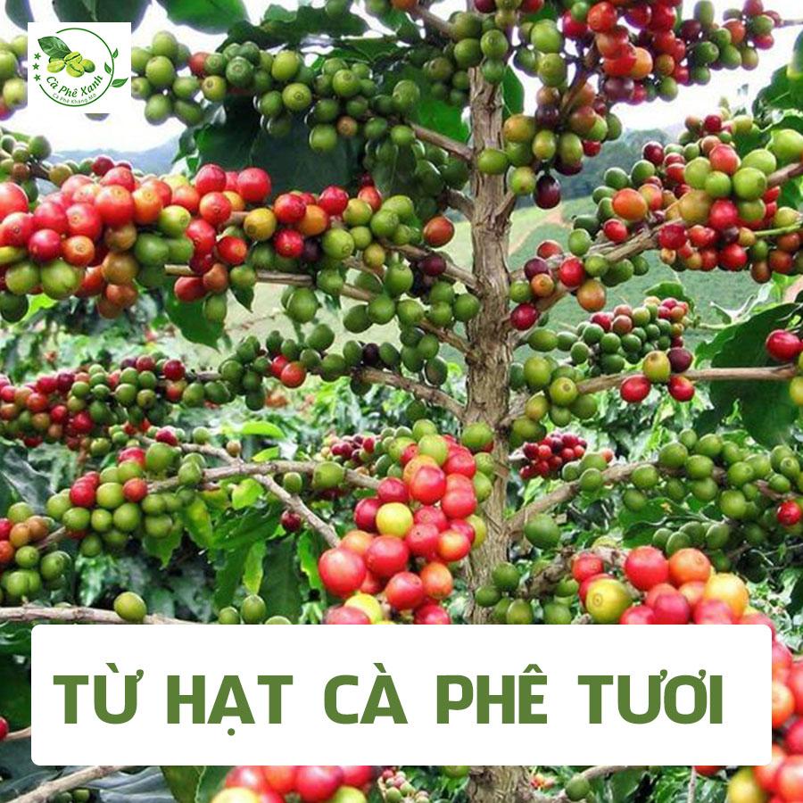 Cà phê Xanh có gì hay hơn so với các loại cà phê thông thường?